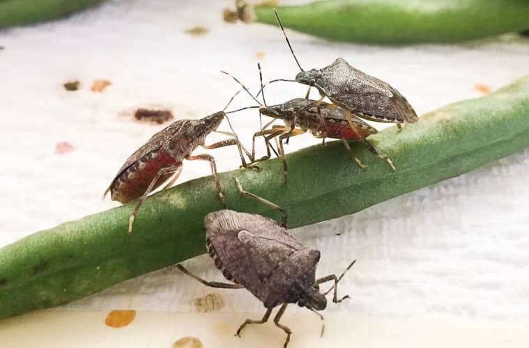cómo combatir la Chinche apestosa marrón