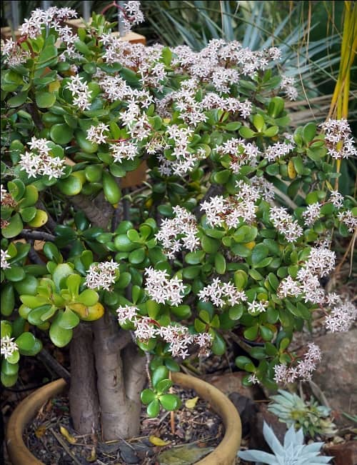 suculentas con flores