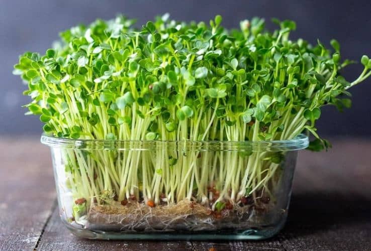 cultivar microvegetales