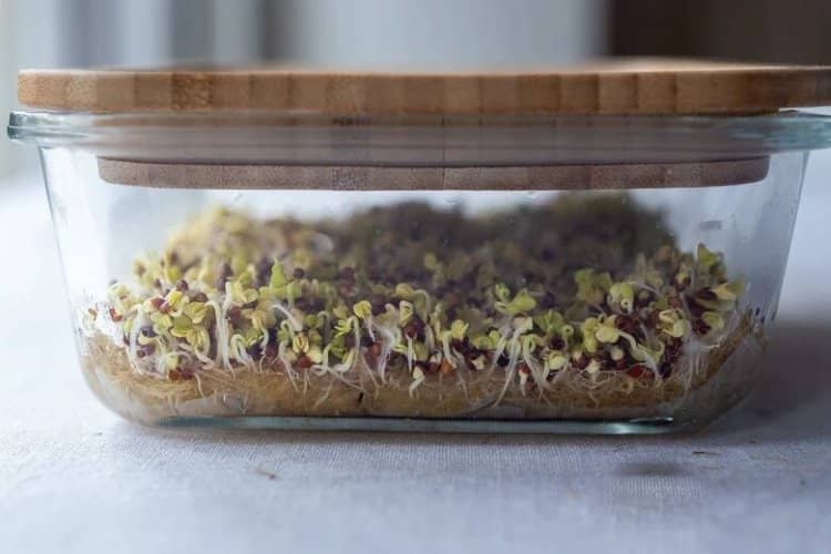 cómo cultivar microvegetales