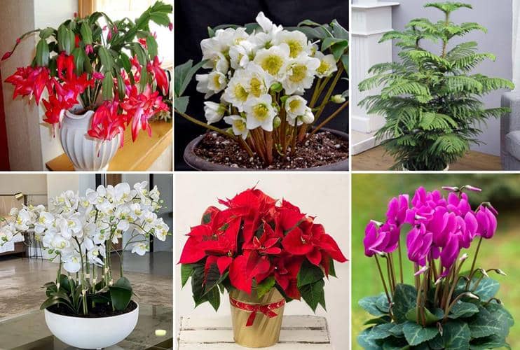 plantas Navideñas