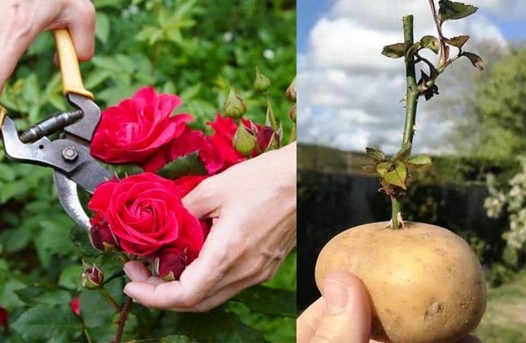 propagar Rosas en papas