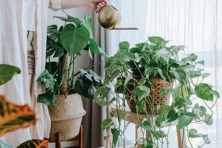 abonar plantas de interior