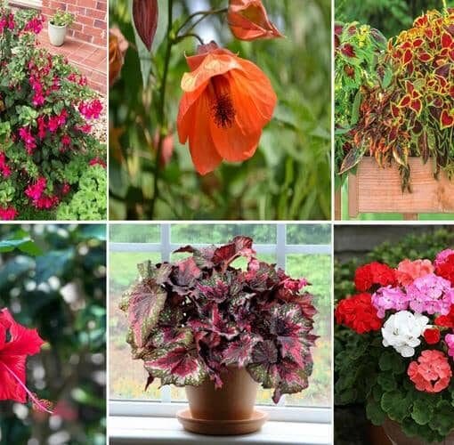 plantas de exterior que también crecen en interiores