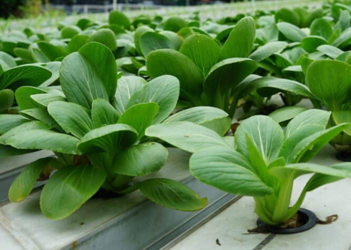 plantas para hidroponía