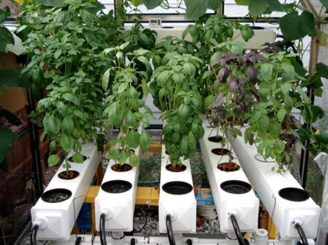 plantas para hidroponía