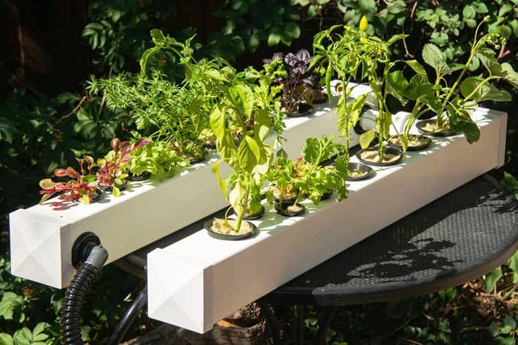 plantas para hidroponía