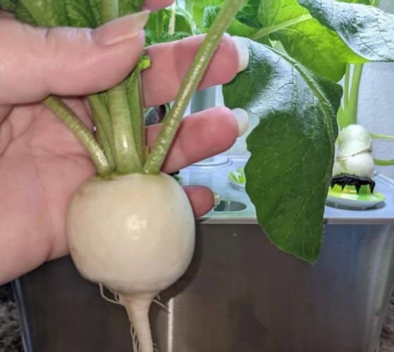 plantas para hidroponía