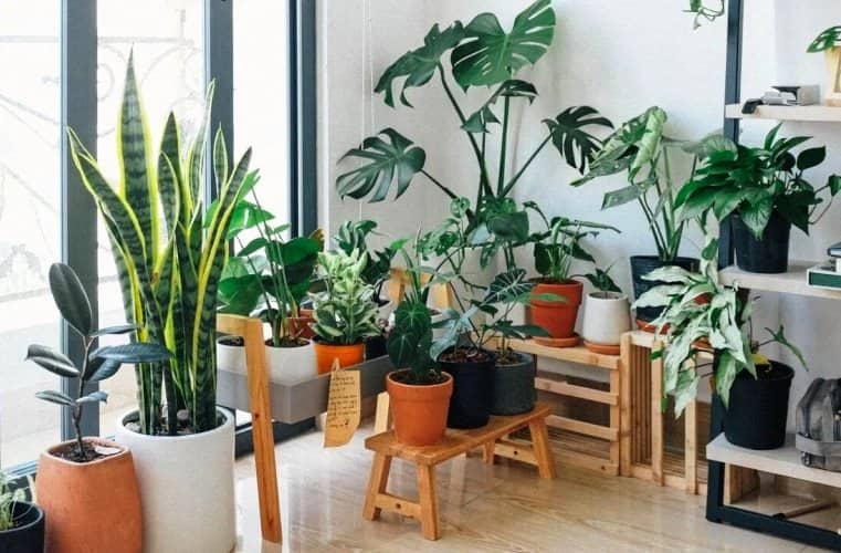 cultivar plantas de interior