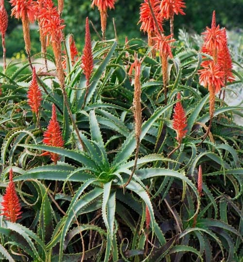suculentas con flores rojas