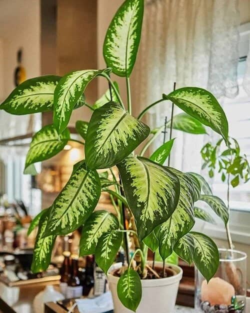 plantas tóxicas para niños