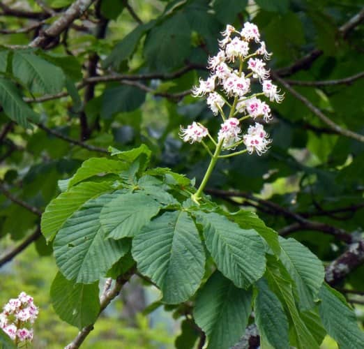 plantas tóxicas para niños