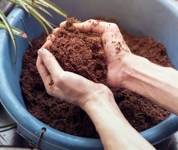 usos de fibra de coco en las plantas
