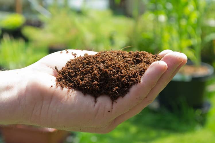 usar fibra de coco en las plantas