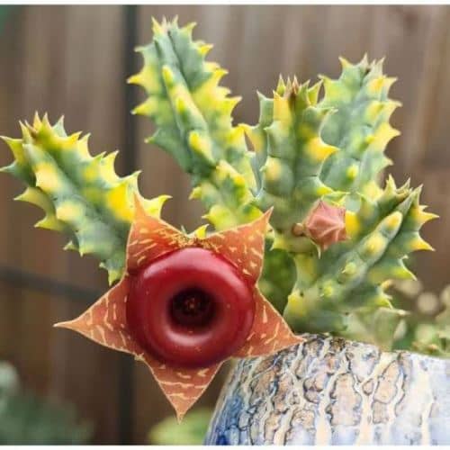 cactus con flores rojas