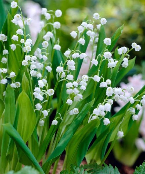 plantas tóxicas para niños