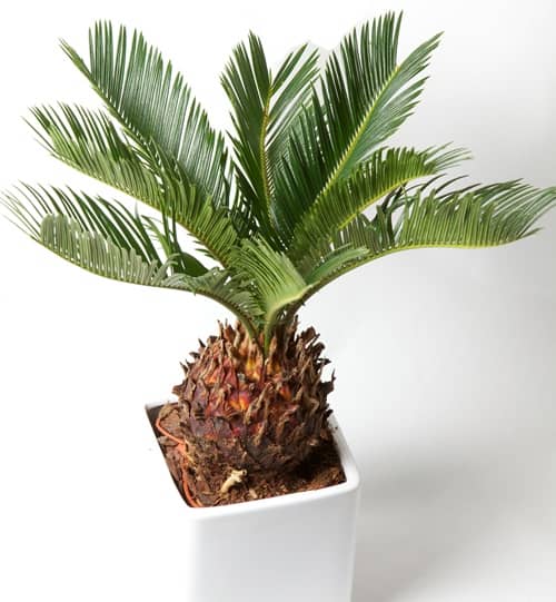 plantas tóxicas para niños