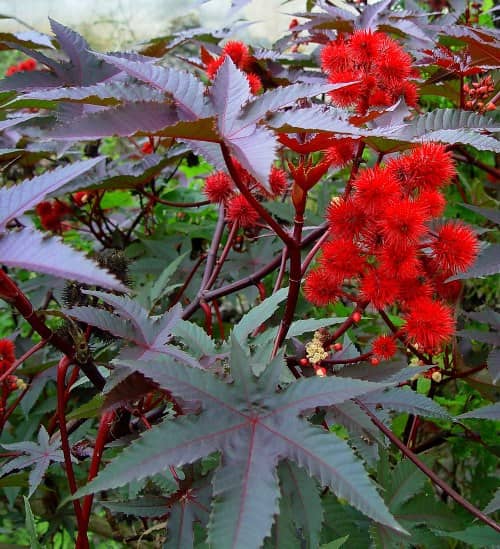 plantas tóxicas para niños