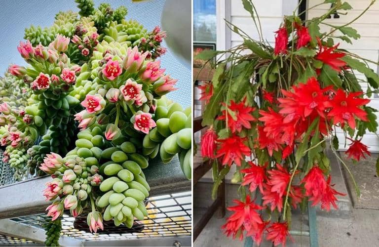 suculentas con flores rojas