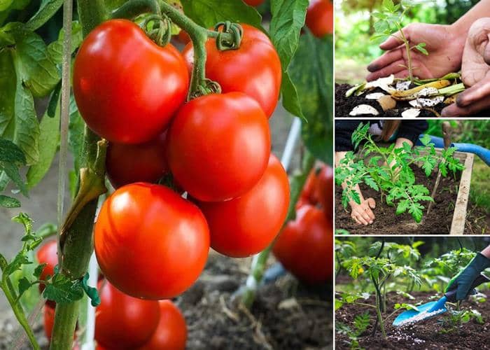 abono para tomates