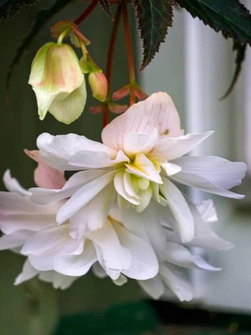 plantas colgantes con flores para sombra