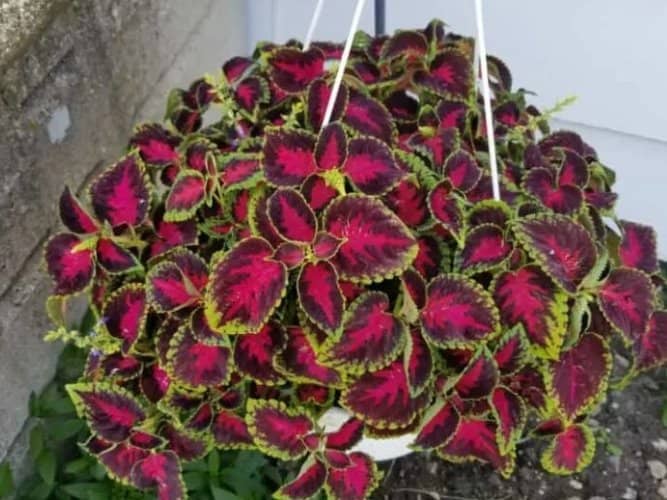 plantas colgantes con flores para sombra