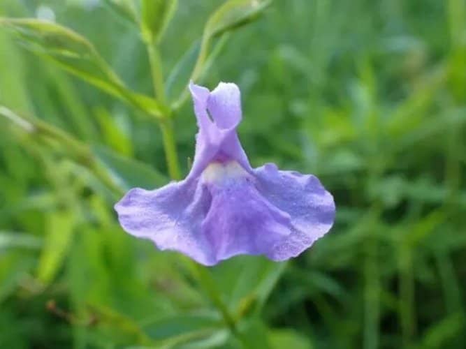 plantas colgantes con flores para sombra