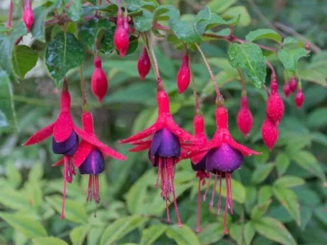 plantas colgantes con flores para sombra