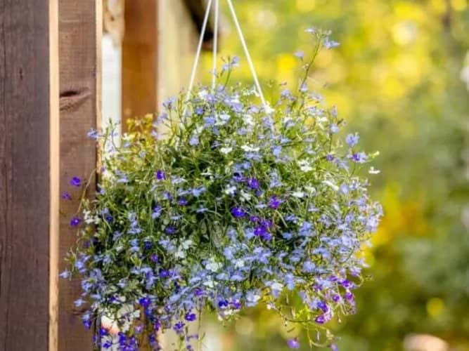 plantas colgantes para sombra