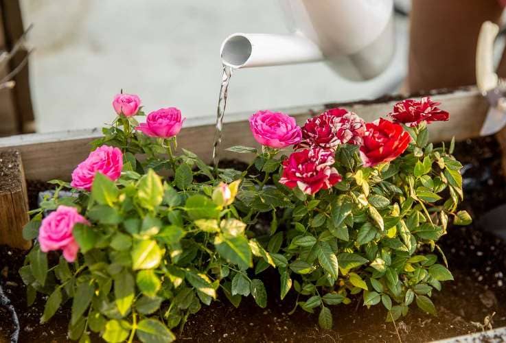 cómo regar rosas adecuadamente
