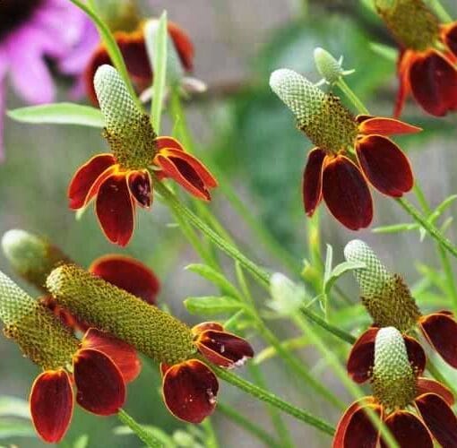 cultivar Sombrero mexicano