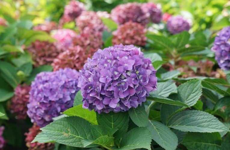 hortensias no florecen