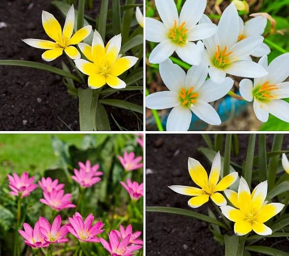 cultivar Zephyranthes