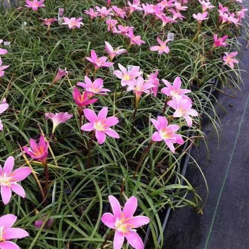plantar lirio de lluvia