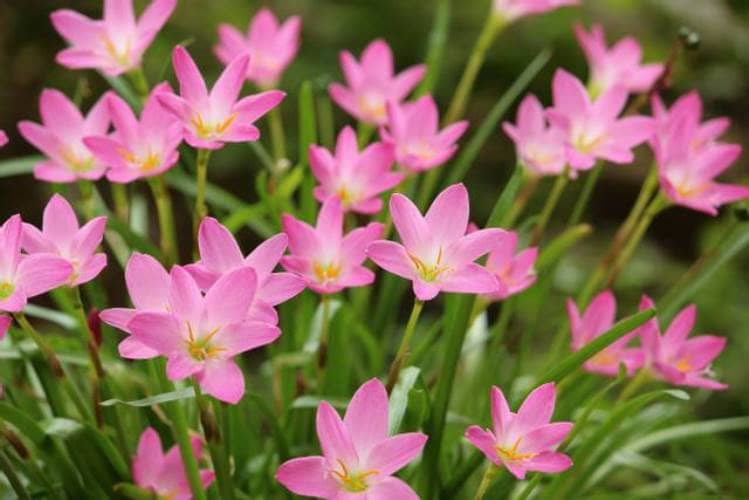 cultivar Lirio de lluvia (Zephyranthes)