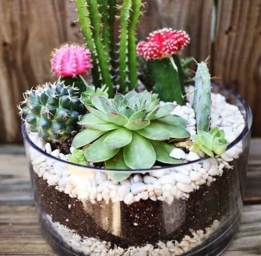 piedras en suculentas