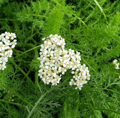 cultivar milenrama