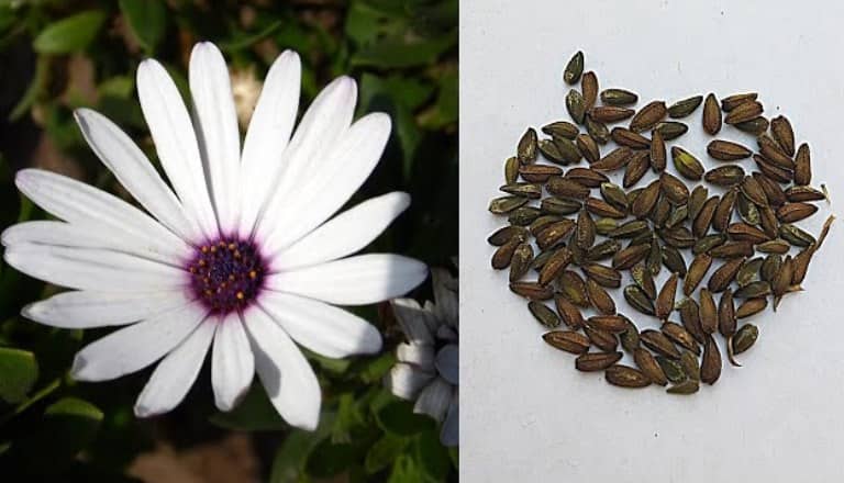 sembrar semillas de margarita del cabo