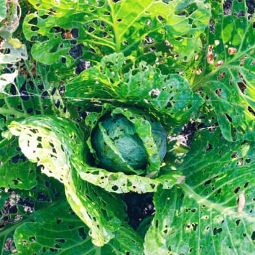 hongos en plantas de interior