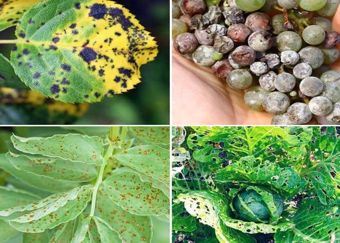 hongos en las plantas de interior