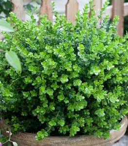 plantas plantar con rosales