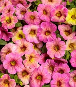 plantas plantar con rosales