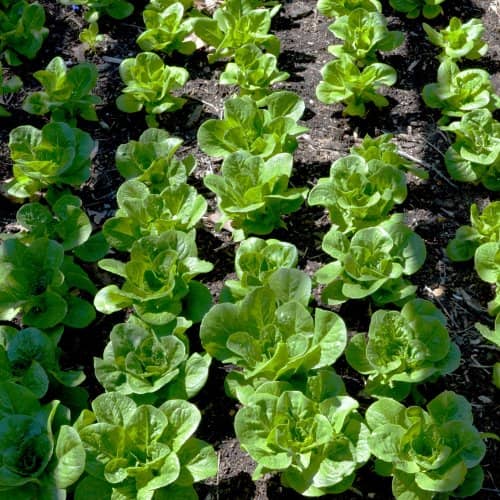 cultivar alimentos en poco espacio