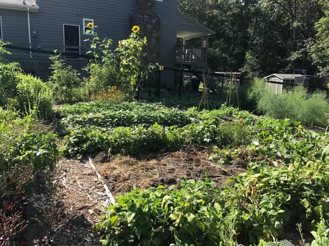 cultivar alimentos en poco espacio