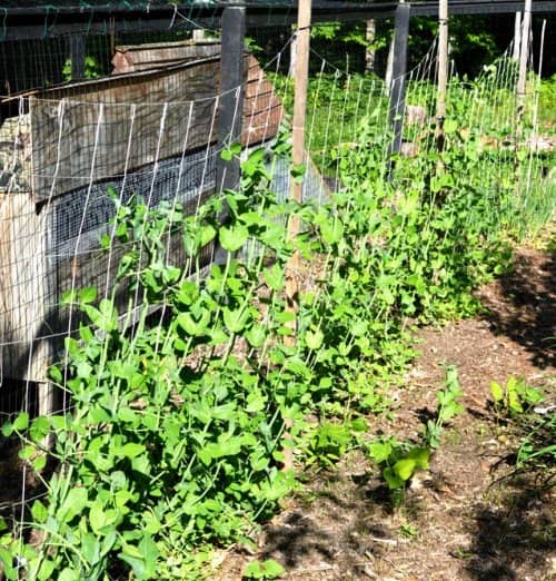 cultivar alimentos en poco espacio
