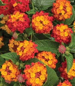 plantas para plantar junto con rosas