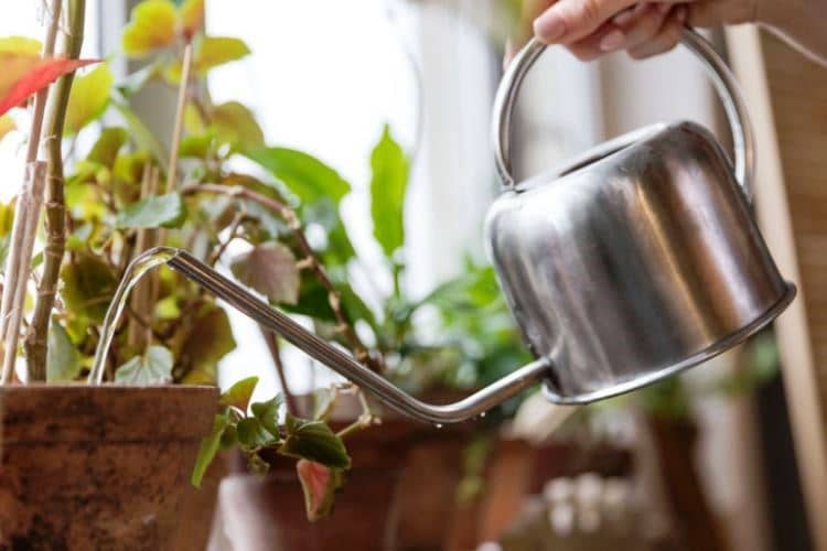 regar plantas de interior