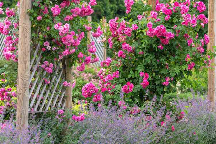 plantas para cultivar con rosas