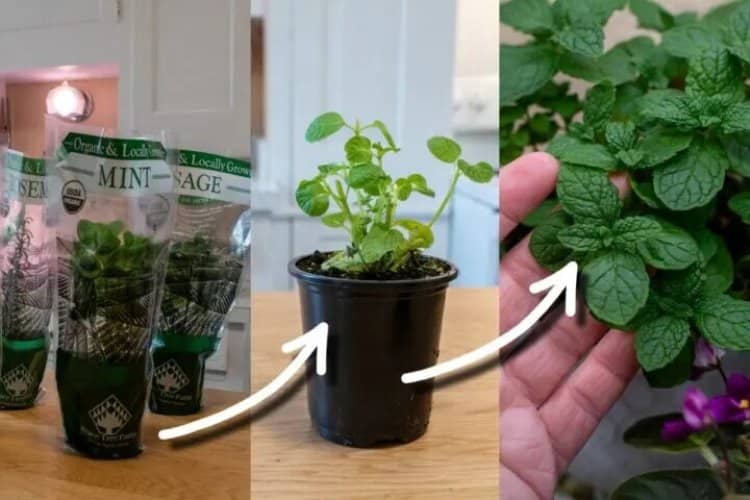 plantas supermercado