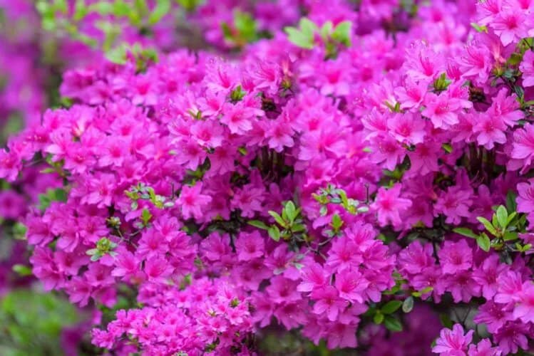 azalea no florece